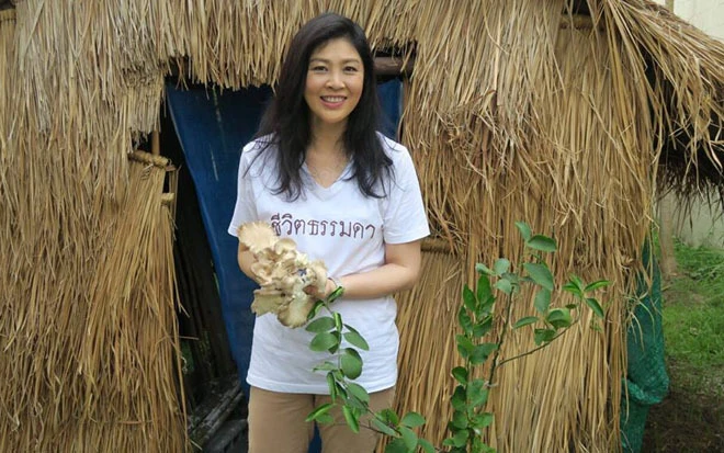 Cựu thủ tướng Yingluck trồng nấm khi xa rời chính trường ảnh 5