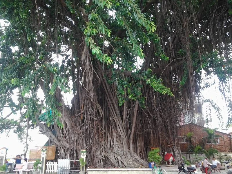 Những ‘cụ’ cây trăm tuổi ở Biên Hòa ảnh 1