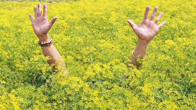 Ngắm 'mùa hoa cải nở vàng bên bến sông' ở xứ công tử Bạc Liêu ảnh 1