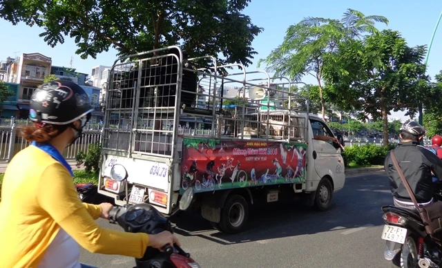 Bêu 'ông gấu' trên đường để quảng cáo gánh xiếc ảnh 4