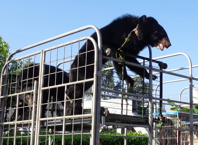 Bêu 'ông gấu' trên đường để quảng cáo gánh xiếc ảnh 5