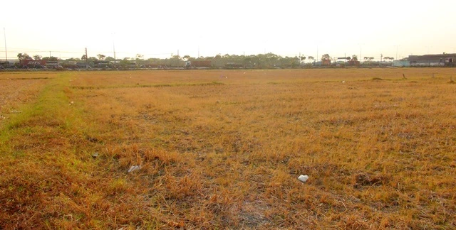  Đồng diều lớn nhất Sài Gòn vắng bóng người ảnh 1