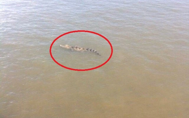 Đang vây bắt cá sấu sổng chuồng bơi trên sông Xoài Rạp ảnh 1