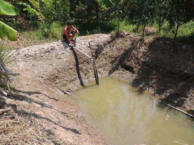 Nhà vườn miền Tây kiệt sức chống chọi hạn, mặn ảnh 1