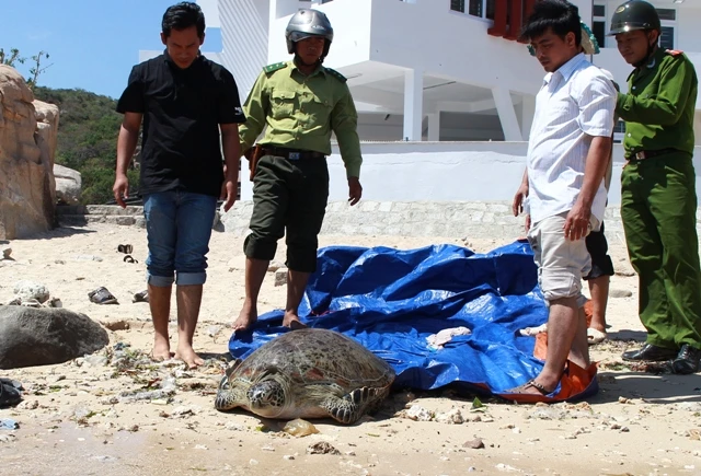 Thả rùa 'khủng', quý hiếm về biển ảnh 2