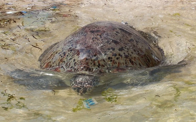 Thả rùa 'khủng', quý hiếm về biển ảnh 1