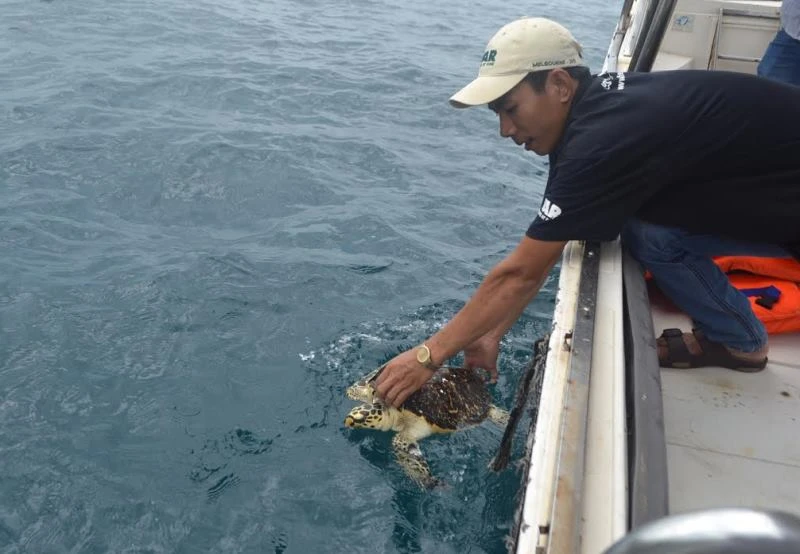 Giải cứu 2 con rùa biển quý hiếm trong quán nhậu ảnh 2