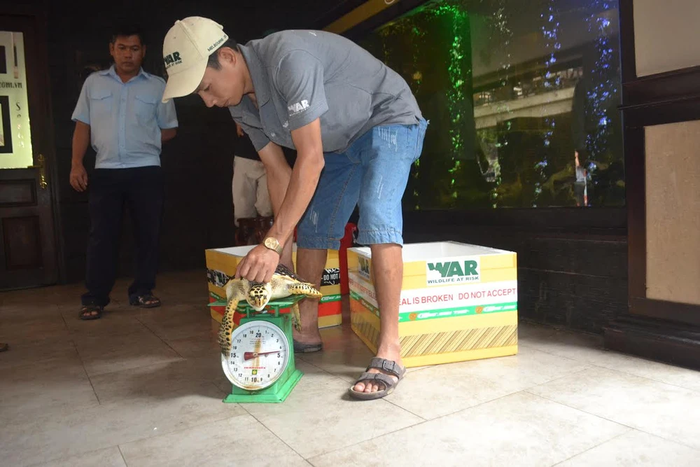 Giải cứu 2 con rùa biển quý hiếm trong quán nhậu ảnh 1