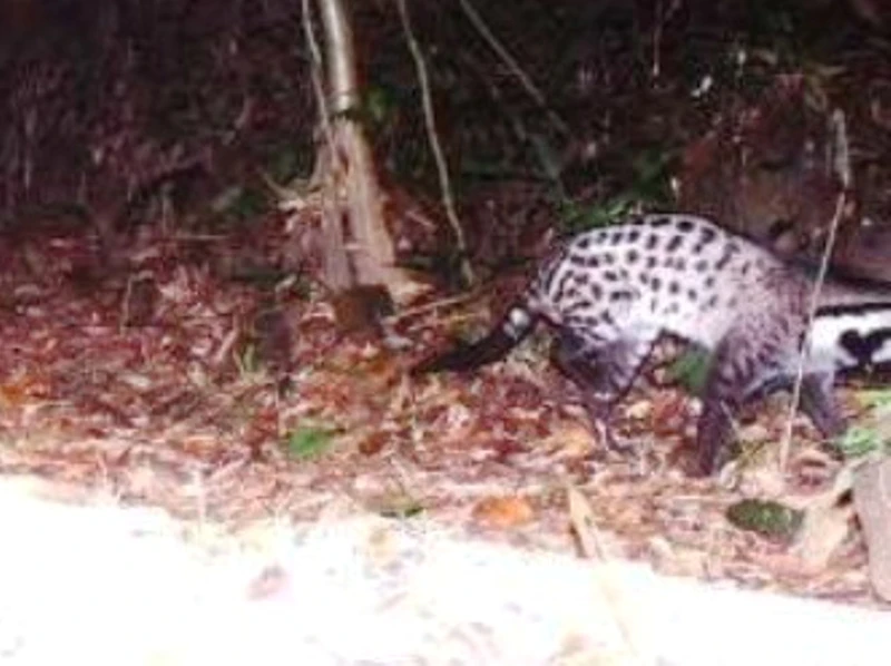 Phát hiện loài cầy được cho là tuyệt chủng ở Việt Nam ảnh 1