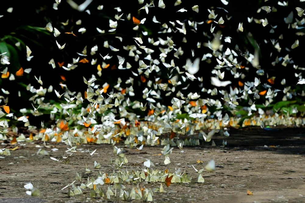 Vào rừng Cúc Phương ngắm bướm bay rợp trời ảnh 22