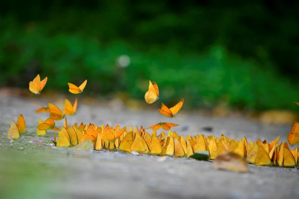 Vào rừng Cúc Phương ngắm bướm bay rợp trời ảnh 6