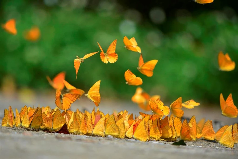 Vào rừng Cúc Phương ngắm bướm bay rợp trời ảnh 11