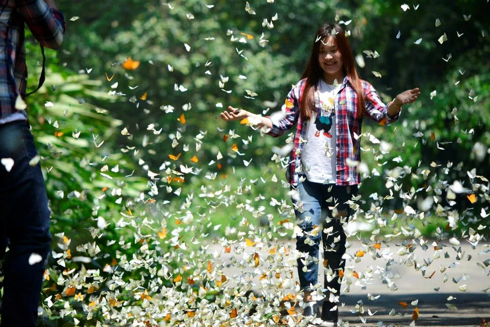 Vào rừng Cúc Phương ngắm bướm bay rợp trời ảnh 20