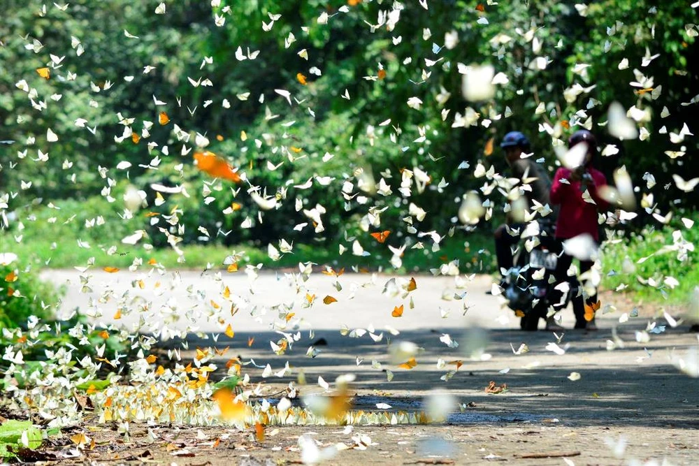 Vào rừng Cúc Phương ngắm bướm bay rợp trời ảnh 17