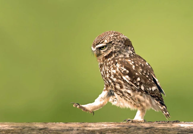 Chim cú có dáng đi như duyệt binh ảnh 1