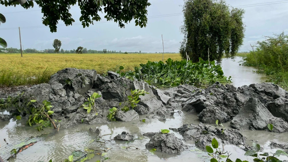 Gần 350ha lúa sắp thu hoạch bị ngập trên địa bàn huyện Tân Hưng. Ảnh: HD