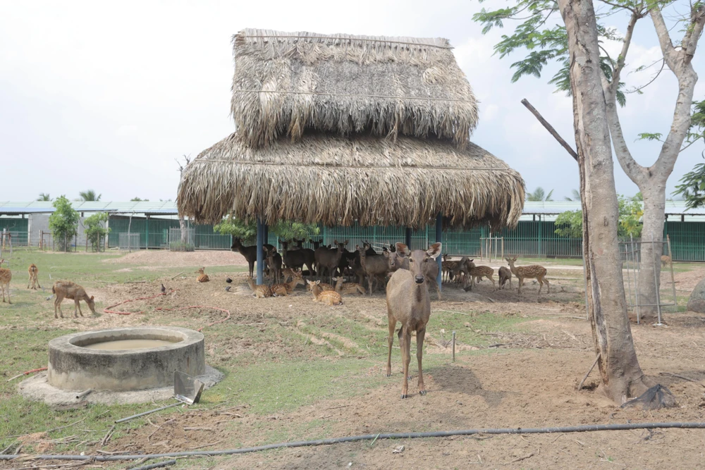 Vườn thú Mỹ Quỳnh đã đón 7.500 lượt khách đến tham quan dịp 2.9. Ảnh: HUỲNH DU