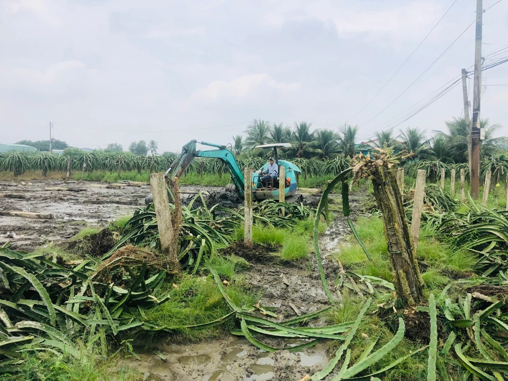 Người dân huyện Châu Thành phá vườn thanh long để chuyển sang cây trồng khác. Ảnh: HUỲNH DU Người dân huyện Châu Thành phá vườn thanh long để chuyển sang cây trồng khác. Ảnh: HUỲNH DU