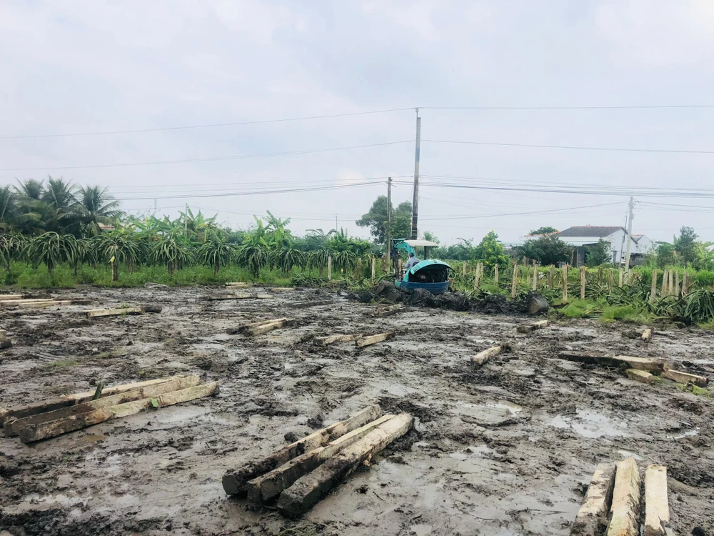 Ngành nông nghiệp tỉnh Long An khuyến cáo người dân cân nhắc kỹ, không nên vội vàng phá bỏ cây thanh long. Ảnh: HUỲNH DU Ngành nông nghiệp tỉnh Long An khuyến cáo người dân cân nhắc kỹ, không nên vội vàng phá bỏ cây thanh long. Ảnh: HUỲNH DU