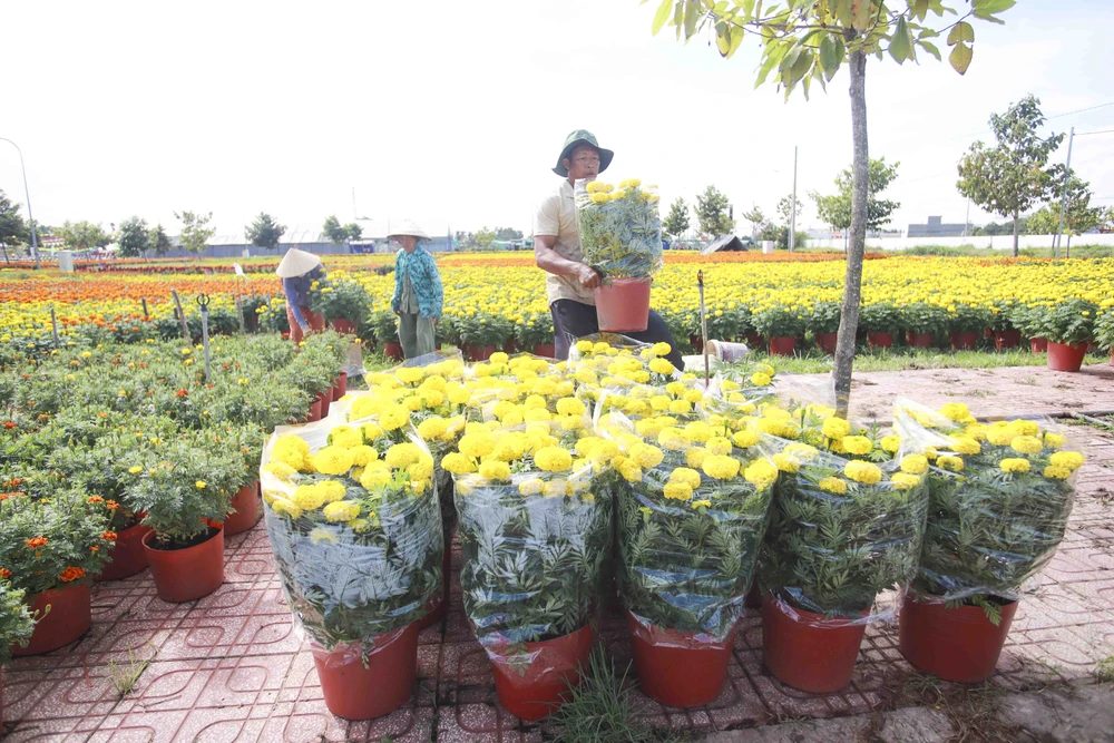 Hoa tết được các nhà vườn ở Long An xuất bán phục vụ tết Nguyên đán. Ảnh: HUỲNH DU