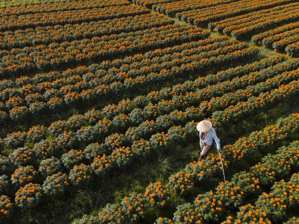 hoa tết thủ thừa long an