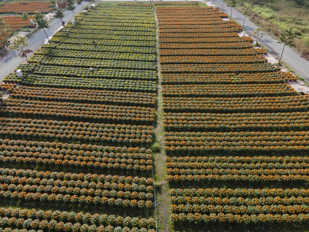 hoa tết thủ thừa long an