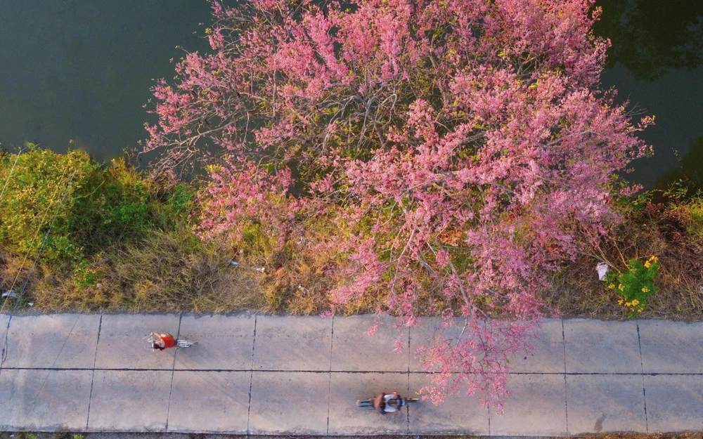 Vẽ đẹp của hoa ô môi