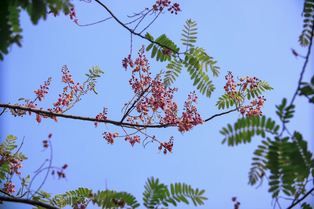 Với cuộc sống bộn bề những lo toan, cần lắm những phút giây tĩnh lặng để hòa mình vào thiên nhiên, hoa ô môi vẫn có một nét đẹp riêng để thu hút những con người bình dị trở về với thôn quê.