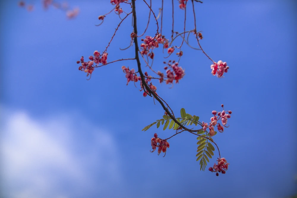 Về Long An ngắm hoa "Anh đào miền Tây" ảnh 7