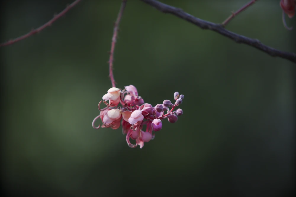 Sắc đỏ, hồng mang đến cho con người cảm giác dễ chịu.