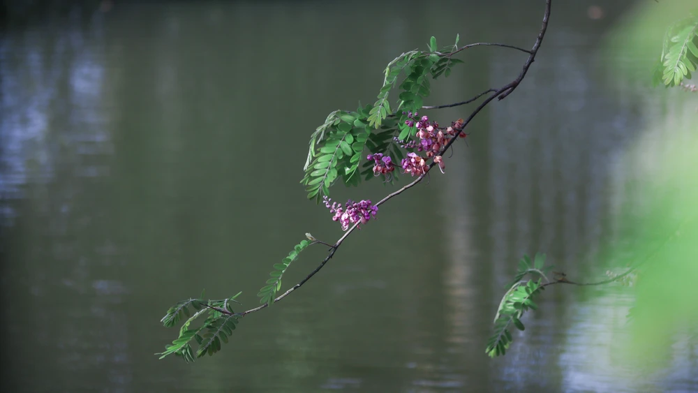 Sắc đỏ, hồng rợp trời của hoa làm dịu đi cái nắng chói chang.