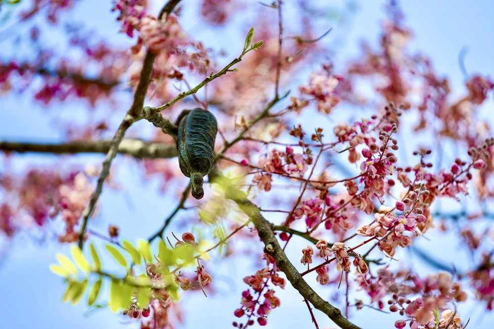 Hoa ô môi nở sớm kết thành trái.