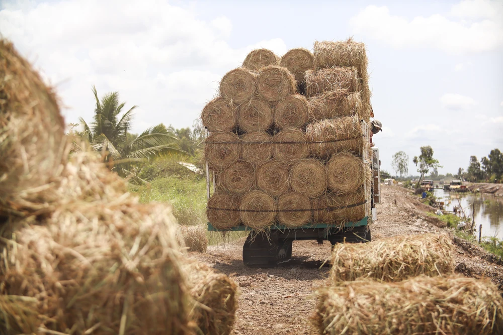Khi lúa được cắt xong, rơm cũng nhanh chóng được máy cuộn lại gọn gàng thành từng cuộn nặng từ 18 – 20 kg và được nhân công vận chuyển đến điểm tập kết của thương lái.