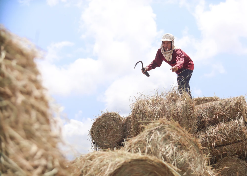 Sau đó, thương lái sẽ vận chuyển rơm đi bán cho các nhà vườn và hộ chăn nuôi với giá từ 25 – 30 ngàn đồng/cuộn, để bà con dùng làm thức ăn cho trâu, bò; làm nấm, ủ gốc cây ăn trái, rau màu, cải tạo độ phì nhiêu của đất và giúp cây phát triển tốt.