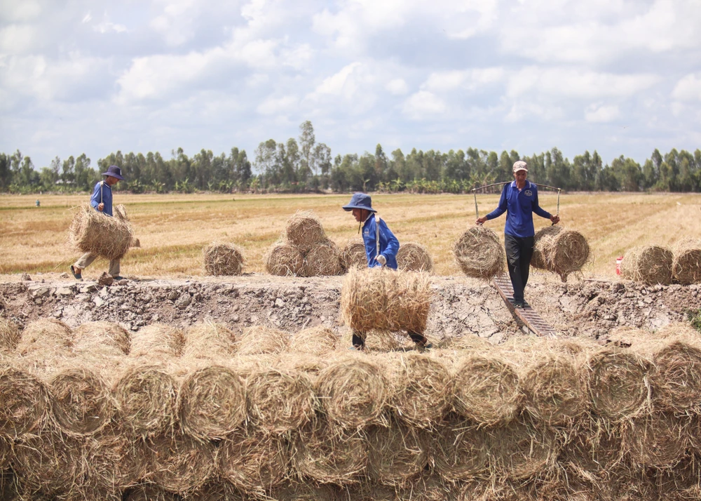 Riêng các nhân công làm thuê cũng có được công việc ổn định trong suốt mùa thu hoạch lúa với các công việc như: Chạy máy cuộn rơm; vận chuyển rơm từ cánh đồng đến điểm tập kết; gánh rơm từ điểm tập kết lên ghe hoặc xe tải và vận chuyển rơm đến nơi tiêu thụ.