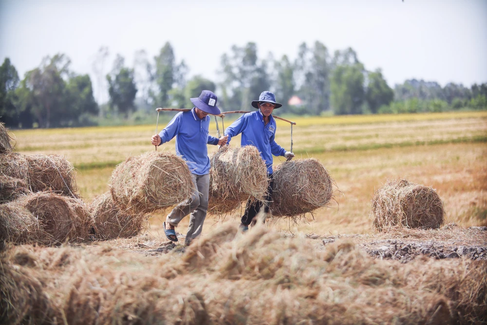 “Tôi thấy nghề này, không dùng sức nhiều như các công việc nặng nhọc khác của nghề nông như vác lúa, vác dưa hấu. Bởi vậy nghề làm rơm là phù hợp nhất, vì nó tương đối dễ làm, lại đỡ vất vả và thu nhập cũng ổn định. Chịu khó dầm mưa dãi nắng một chút ngày cũng kiếm được từ 300 – 400 ngàn đồng để lo cho gia đình” – Ông Nguyễn Minh Hướng ( xã Hậu Thạnh Tây, huyện Tân Thạnh) một nhân công làm nghề gánh rơm cho biết.