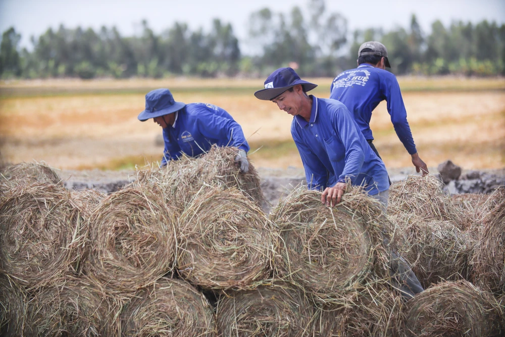 Nghề cuộn rơm diễn ra quanh năm từ cánh đồng này sang cánh đồng khác, từ nơi này đến nơi khác, góp phần làm cho không khí ngày mùa thêm tấp nập, rộn ràng. Đồng thời, nghề này còn mang đến nguồn thu nhập ổn định và góp phần giải quyết việc làm cho nhiều lao động ở nông thôn.