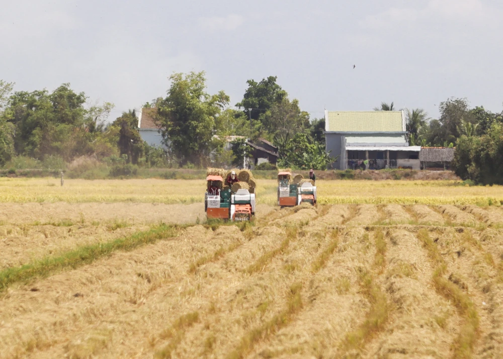 Những ngày này, không khí ngày mùa khá nhộn nhịp, rộn ràng khi nhiều máy cuốn rơm xen lẫn máy cắt lúa hoạt động liên tục trên các cánh đồng.