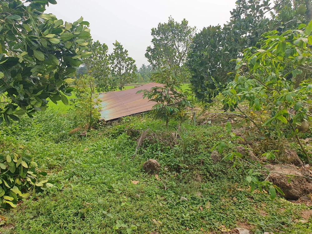 Mái nhà của người dân bị gió thổi bay ra vườn cây ăn trái. Ảnh: HD Mái nhà của người dân bị gió thổi bay ra vườn cây ăn trái. Ảnh: HD