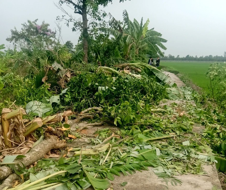 Cây ăn trái bị mưa giông, gió giật mạnh làm ngã đổ. Ảnh: HD Cây ăn trái bị mưa giông, gió giật mạnh làm ngã đổ. Ảnh: HD