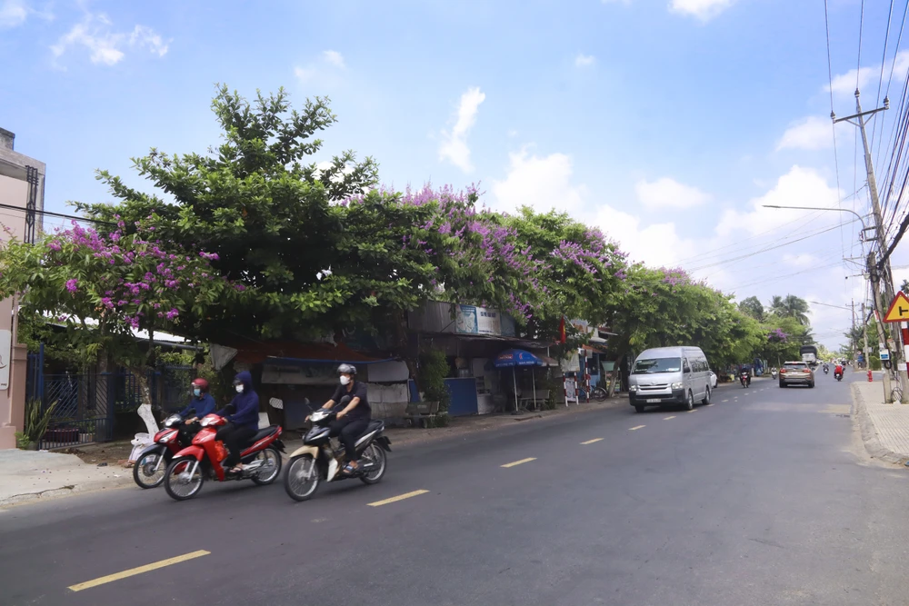 Hoa bằng lăng được trồng trên nhiều con đường tại TP Bến Tre. Các con đường như: Đoàn Hoàng Minh, Trương Định, Đồng Văn Cống, Đồng Khởi, khu sao mai… trồng nhiều cây bằng lăng nhất.