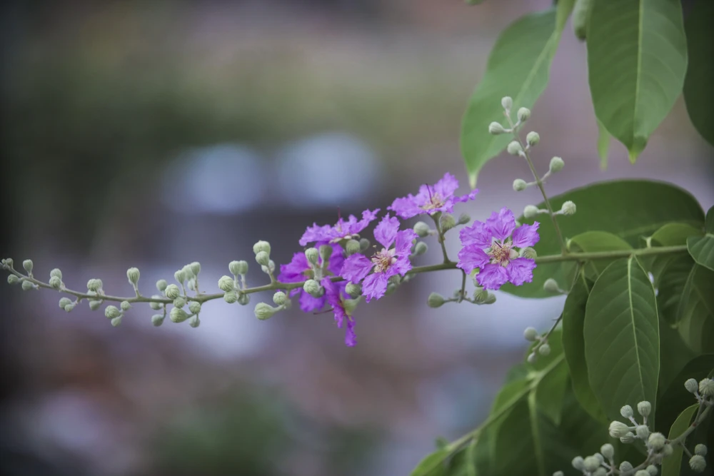 Hoa bằng lăng thường mọc thành từng chùm ở đầu cành, có chiều dài từ 20-30 cm.Mỗi bông hoa khi nở xòe rộng và được tạo thành nhiều cánh hoa mỏng, nhẹ.