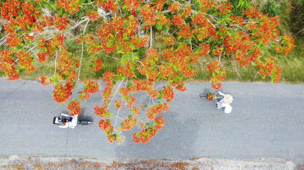 Những hàng cây phượng rực đỏ làm nhiều người bồi hồi nhớ về tuổi học trò.