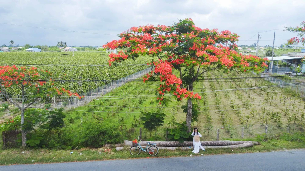 Chiếc áo dài tinh khôi dưới cây phượng vĩ đầy sắc đỏ, tạo nên bức ảnh đầy thơ mộng