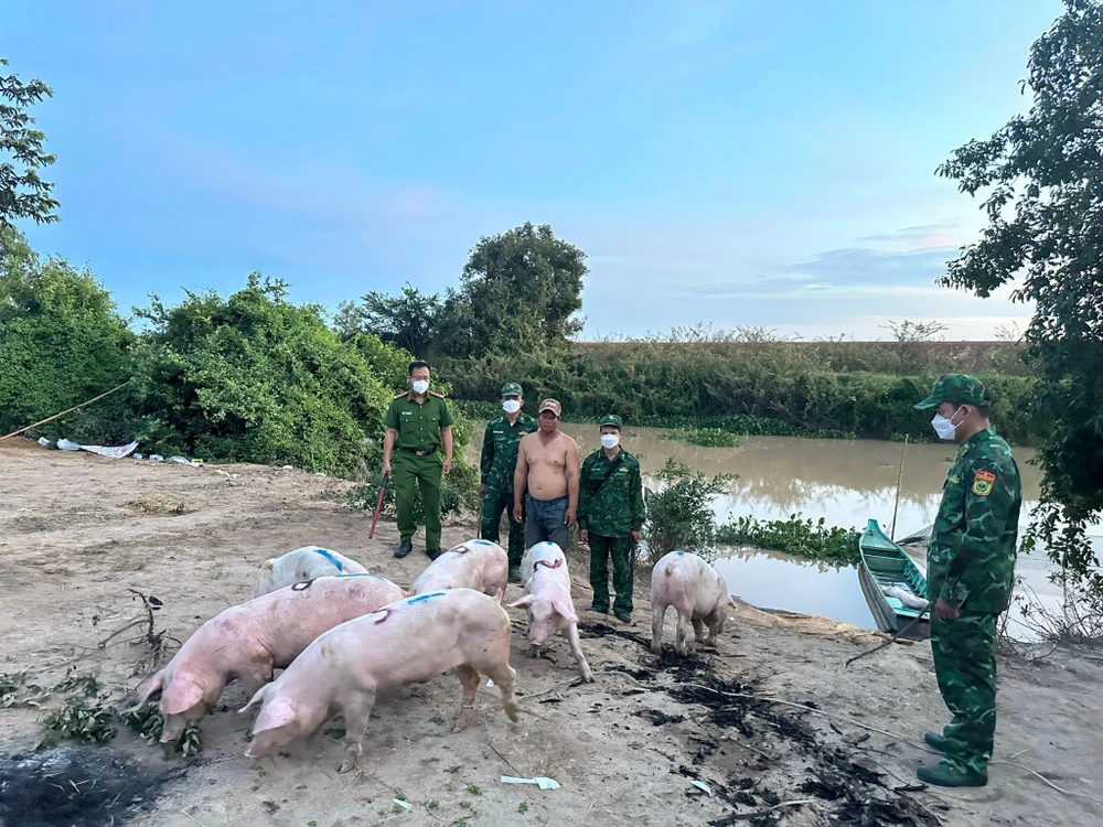 Lực lượng chức năng bắt giữ Chak Kimlong và bầy heo. Ảnh: CTV Lực lượng chức năng bắt giữ Chak Kimlong và bầy heo. Ảnh: CTV
