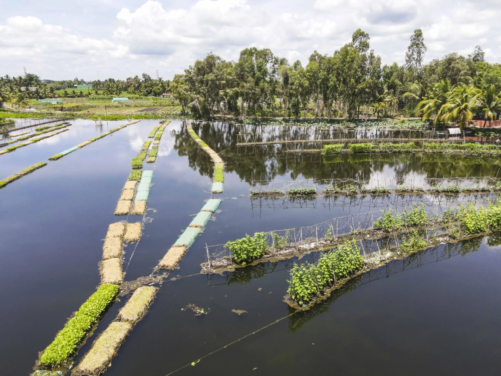 Diện tích mặt nước được ông Đắc thiết kế ra những chiếc bè thả nổi trồng rau sạch.
