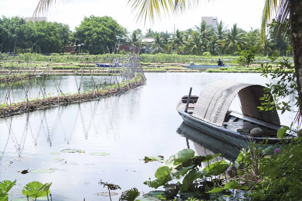Cảnh thơ mộng tại trang trại rau của Ông Đắc rất thích hợp phát triển du lịch.