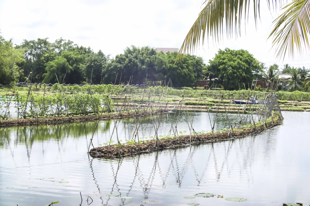 Ông Đắc hướng đến sẽ mở rộng diện tích trồng rau và phát triển du lịch sạch đón du khách.