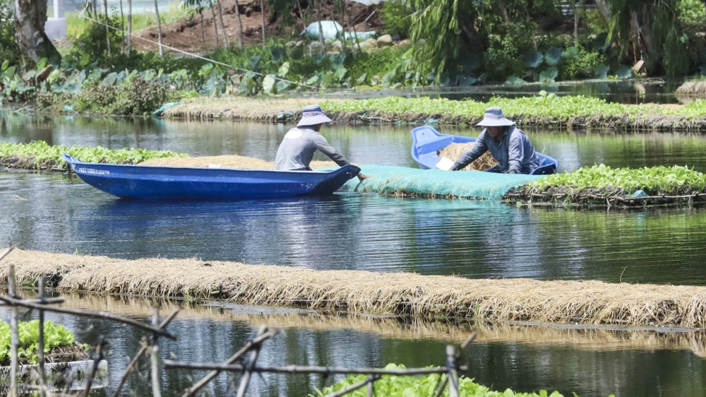 Có được thành quả ngày hôm nay ông Đắc đã mất rất nhiều thời gian, mồ hôi công sức lẫn tiền bạc. Ông Đắc chia sẻ thêm: “Trồng rau trên mặt nước chỉ khó lúc ban đầu, sau nhiều thất bại tôi rút ra được không ít kinh nghiệm và cảm thấy dễ hơn trồng trên mặt đất rất nhiều. Lúc mình vô bè mình phải cân đối mực nước, làm sao lục bình phải tự lấy nước lên để nuôi thân, chứ làm cao quá thì dư nước, rễ nó bị úng, mà thấp quá cũng không được”.