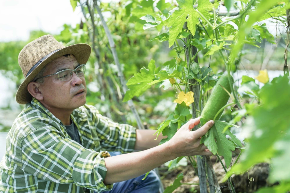 “Vì chai nhựa bỏ đi rất nhiều nên tôi gom về kết lại với nhau trông rất chắc chắn, hiệu quả, một phần phục vụ cho công việc một phần giảm thiểu rác thải nhựa cho ra môi trường. Qua không ít lần thất bại, sau ba năm vừa làm vừa nghiên cứu, đến nay tôi đã sở hữu gần 400 bè rau thủy sinh trên diện tích khoảng 3000 m2 mặt nước. Mỗi ngày thu được khoảng 300 – 400 kg rau: bầu, bí, mướp, cà chua, khổ qua, hành, rau xanh các loại…, giá bán từ 40.000 đồng/kg trở lên tùy loại”, ông Đắc nói.